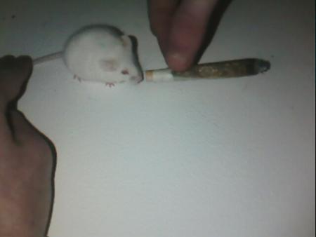 polux